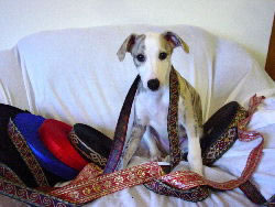 Links to Whippet Racing Supplies